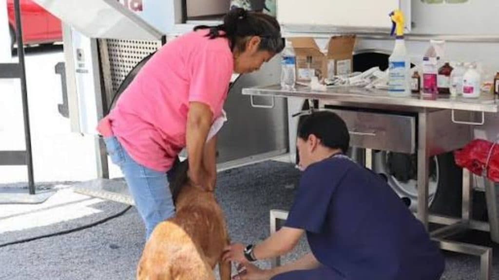 Caen los servicios de cuidados a las mascotas en Iztapalapa