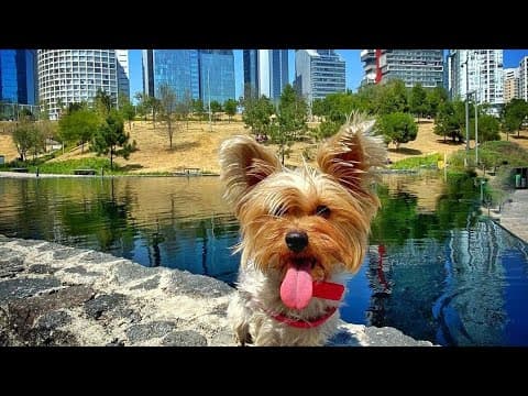 Restaurantes, Hoteles y Lugares PET FRIENDLY en México 🐕🐩