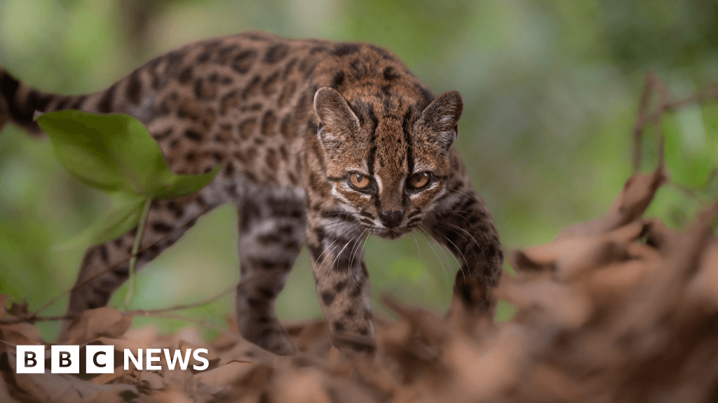 Spotted wildcat from Bolivian forest revealed as new species