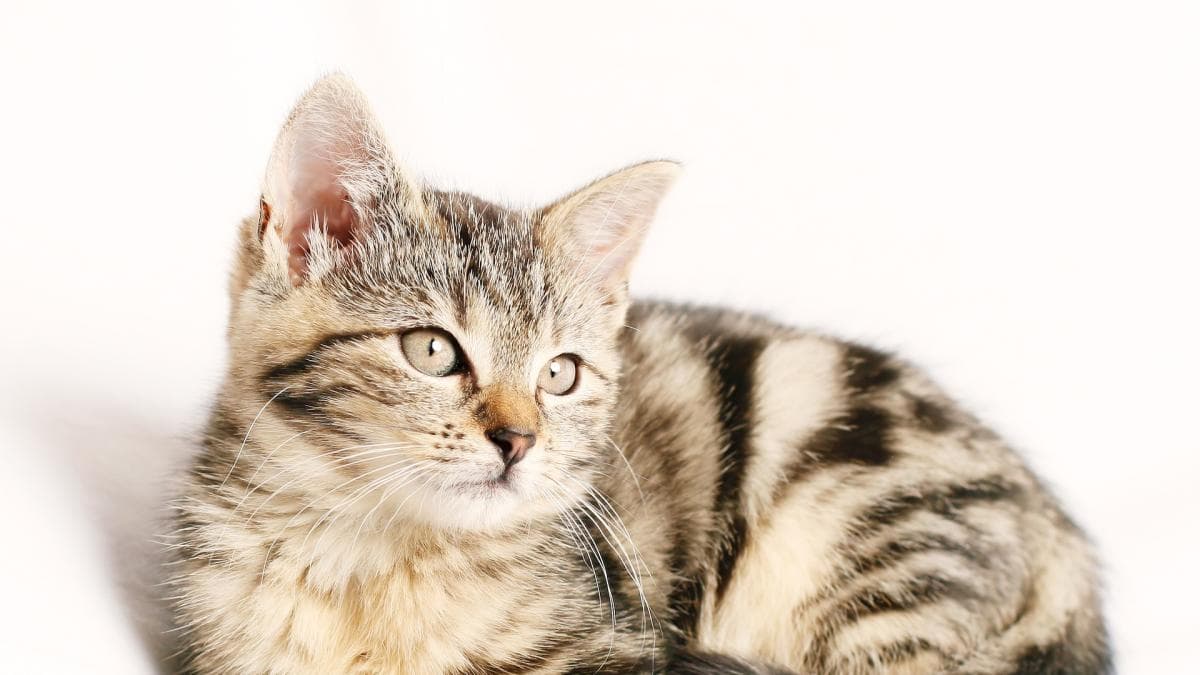 Michi Fest 2026: preparan jornada gratuita de esterilización para gatos en CDMX