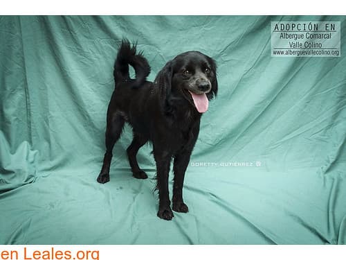 Abren centro de bienestar animal con capacidad para atender a 600 mascotas
