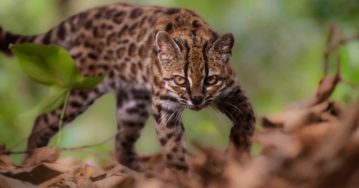 leopardus
